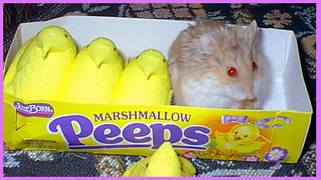 eating with peeps