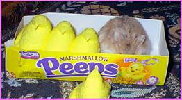 hiding with peeps