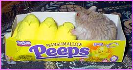 cuddling peeps