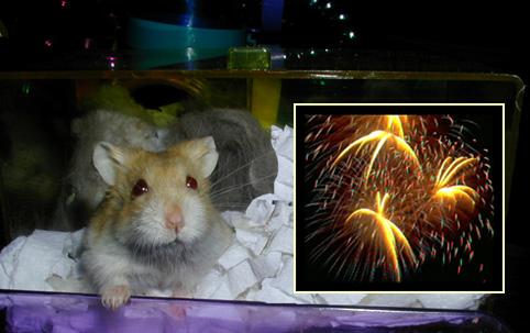 hamster fireworks